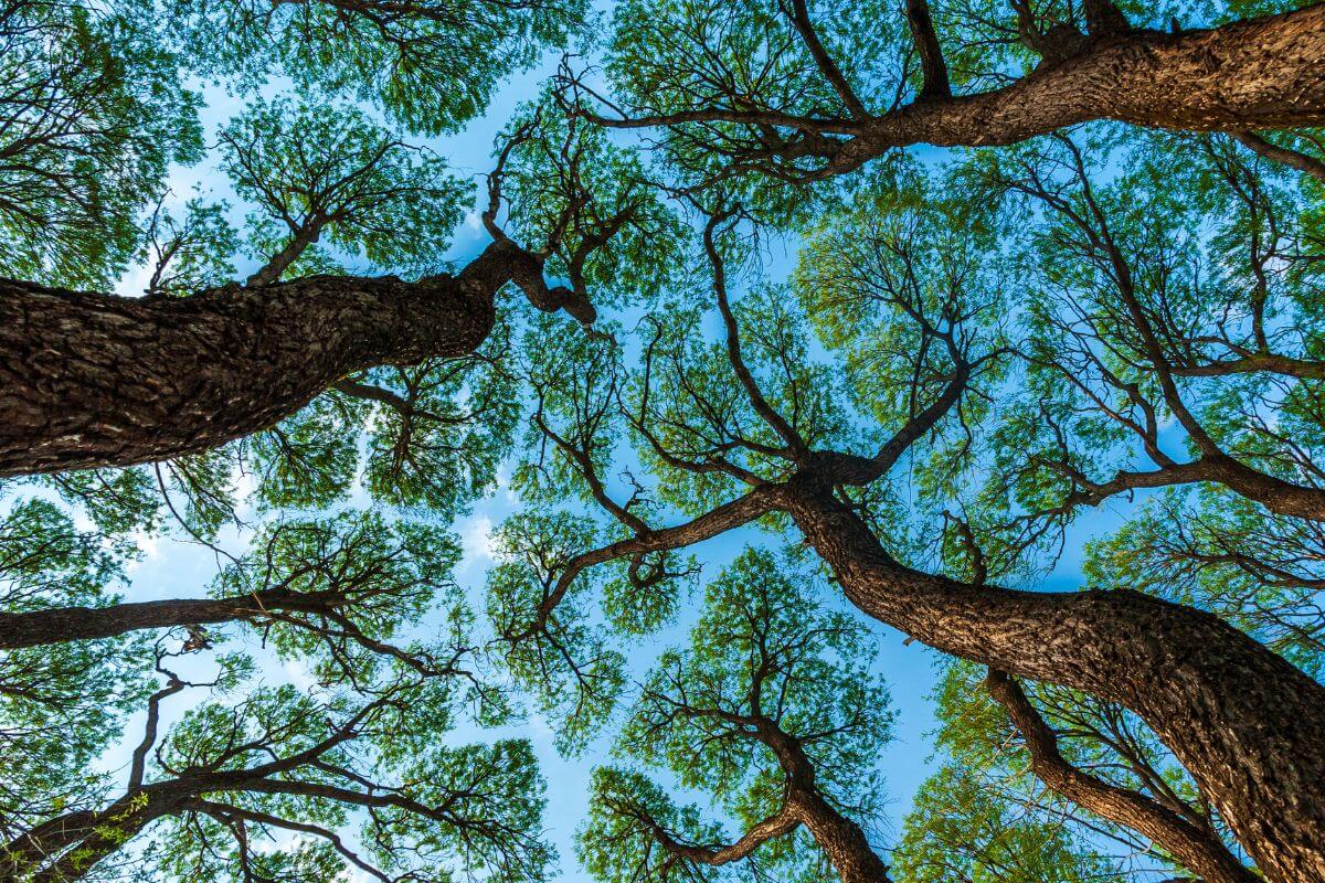 Neuroception - nätverk av träd